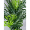 Image of Multi Trunk Hawaii Palm 180cm Leaves