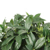 Image of Artificial Bayleaf Ficus Topiary Tree Two Ball Potted Topiary 130cm Leaves