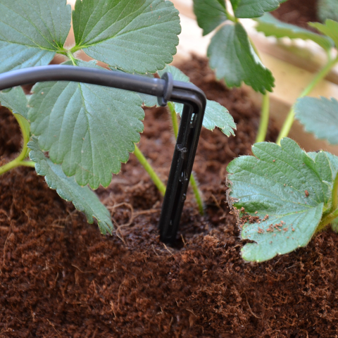 Greenhouse Drip Irrigation System Actual View Image 1