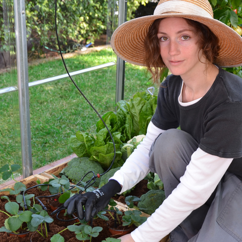 Greenhouse Drip Irrigation System In The Garden