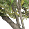 Image of Large Fake Olive Tree Close Up View