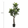 Image of Faux Fiddle Leaf Fig Tree Dimensions
