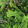 Image of Close-up of green verdant fern leaves with a blurred background