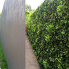 Image of Before anda after view of the Artificial Green Meadows 1m x 1m Plant Wall Panel UV Stabilised installed on a concrete wall