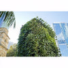 Image of view looking up towards green wall in an urban setting with modern buildings and a clear sky.