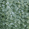 Image of Close up image of the Double Sided Artificial Ivy Roll 3m x 1m Screen