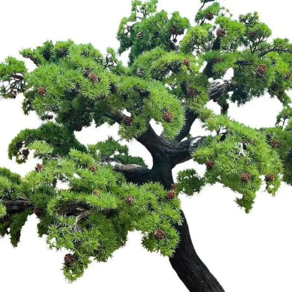 bonsai baum mit brunnen Carmona Taki
