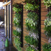 Image of Vertical garden on a wooden wall with a green watering can on a wooden deck.