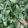 Image of Close up image of the leaves on the Artificial Photinia Hedge 1m x 1m Plant Wall Screening Panel UV Protected