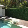 Image of An image of a backyard pool with a wooden deck and stone paving. Artificial Spring Sensation Hedge Wall Panels are installed to provide privacy against the backdrop of lush tropical tree with two white planters of flowers placed at the pool’s entryway