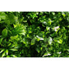 Image of Close up image of the foliages on the Artificial White Oasis Vertical Garden 1m x 1m Plant Wall Screening Panel UV Protected