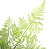 Image of Artificial Lifelike Fern Tree 90cm