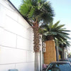 Image of Tall Artificial Fan Palm Tree (3m To 6m) UV Resistant