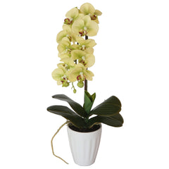 40cm Artificial Butterfly Orchid (Cream) With Pot