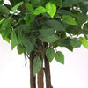 Image of Artificial Ficus Tree 180cm Nearly Natural UV Resistant