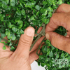 Image of Artificial Boxwood Hedge Panel Sample Piece