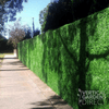 Image of Artificial Boxwood Hedge Panel Sample Piece