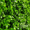 Image of Artificial Deluxe Buxus Hedge Wall Panel Sample