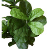 Image of Artificial Dense Fiddle Leaf Fig Tree 180cm