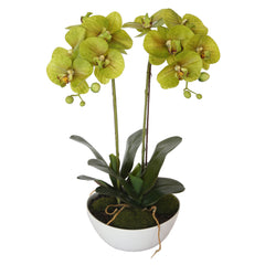 Artificial Dual Butterfly Orchid (Cream) With Pot - 50cm
