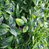 Image of close up detailed foliage on the Artificial Green Meadows 1m x 1m Plant Wall Panel UV Stabilised