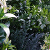 Image of Artificial Green Summer 1m x 1m Plant Wall Panel UV Stabilised