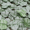 Image of Artificial Ivy Leaf Hedge Screen 3m x 1m Roll Outdoor UV Stabilised