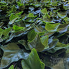 Image of Artificial Ivy Leaf Panel Sample
