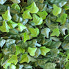 Image of Artificial Ivy Leaf Panel Sample