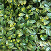 Image of Artificial Laurel Hedge 1m x 1m Plant Wall Screening Panel UV Protected