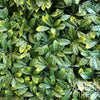 Image of Zoomed In View Of Laurel Leaf Hedge Panel Showing The Detailed Textures and Colours