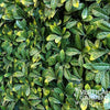 Image of Angled Zoomed In View Of The Artificial Laurel Hedge Panel