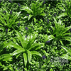 Image of Artificial Lavandula Vertical Garden 1m x 1m Plant Wall Screening Panel UV Protected