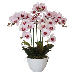 Artificial Multi Butterfly Orchid (Pink) With Pot - 66cm