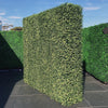 Image of Artificial Natural Buxus Freestanding Hedge 1.5m x 1.5m x 30cm UV Stabilised