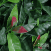 Image of Close up view of the Artificial Photinia Hedge leaves
