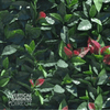 Image of Artificial Photinia Hedge Zoomed In View Of Foliage Showing Red Leaf Tips