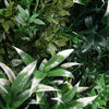 Image of Artificial Spring Fern 100cm x 100cm Plant Wall Panel UV Stabilised