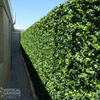 Image of Artificial Spring Sensation Vertical Garden Sample