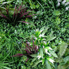 Image of Close Up View Of The Foliage Of The Artificial Vista Green Recycled Vertical Garden Panel 1m x 1m UV Stabilised