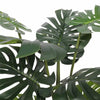 Image of Split Philodendron (Split Leaf) 120cm