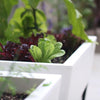 Image of Glowpear Urban Garden Self Watering Planter Box