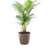 Image of Lechuza CLASSICO 70 Premium - Planter Only