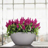Image of Lechuza Cubeto 30 Self Watering Pot - 30cm