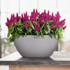 Image of Lechuza Cubeto 40 Self Watering Pot - 40cm