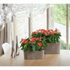 Image of Lechuza Delta 20 Self Watering Table Planter