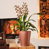 Image of Lechuza Deltini Self Watering Pot