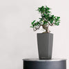 Image of Lechuza Maxi Cubi Self Watering Pot