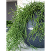 Image of Lechuza Puro 50 Self Watering Pot - 50cm