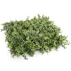 Image of Portable Artificial Buxus Hedge 75cm x 75cm x 25cm UV Stabilised